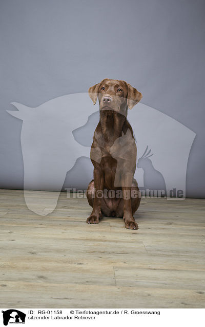 sitzender Labrador Retriever / sitting Labrador Retriever / RG-01158