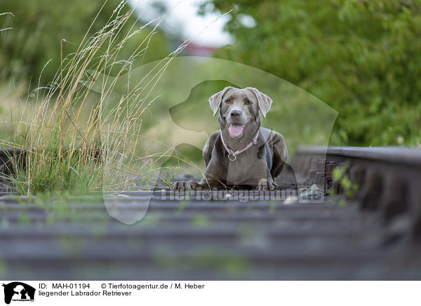 liegender Labrador Retriever / lying Labrador Retriever / MAH-01194
