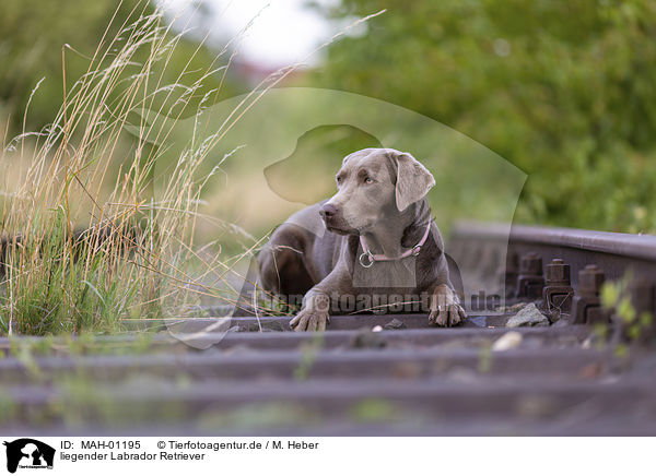 liegender Labrador Retriever / lying Labrador Retriever / MAH-01195