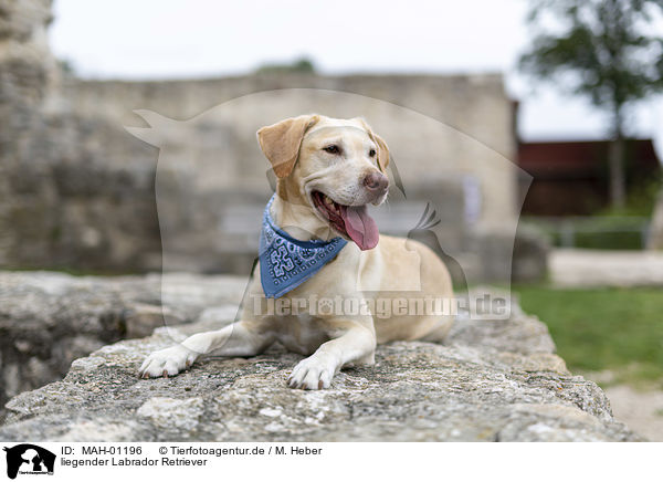 liegender Labrador Retriever / lying Labrador Retriever / MAH-01196