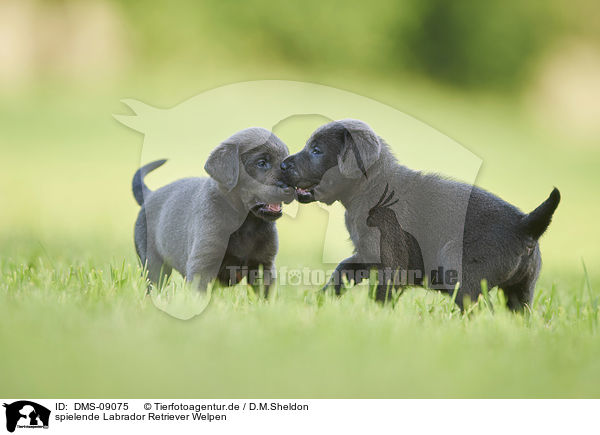 spielende Labrador Retriever Welpen / playing Labrador Retriever Puppies / DMS-09075