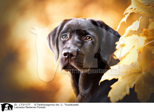 Labrador Retriever Portrait / Labrador Retriever portrait / LT-01177