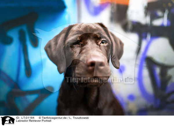 Labrador Retriever Portrait / Labrador Retriever portrait / LT-01184