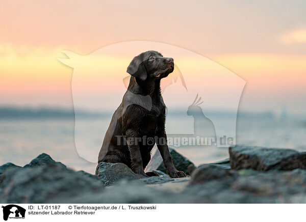 sitzender Labrador Retriever / sitting Labrador Retriever / LT-01187