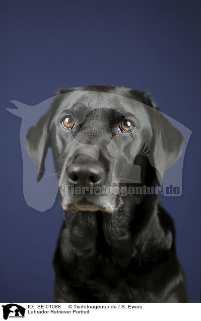 Labrador Retriever Portrait / Labrador Retriever portrait / SE-01088