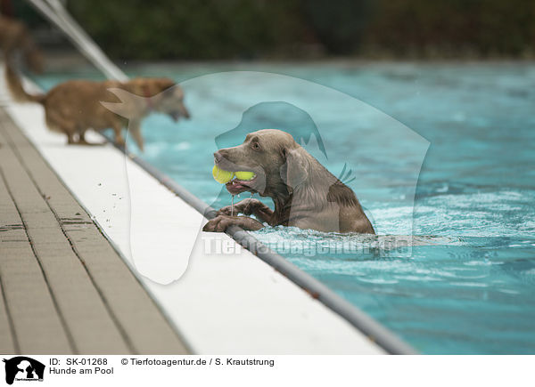 Hunde am Pool / Dogs by the pool / SK-01268