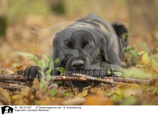 liegender Labrador Retriever / lying Labrador Retriever / SK-01391