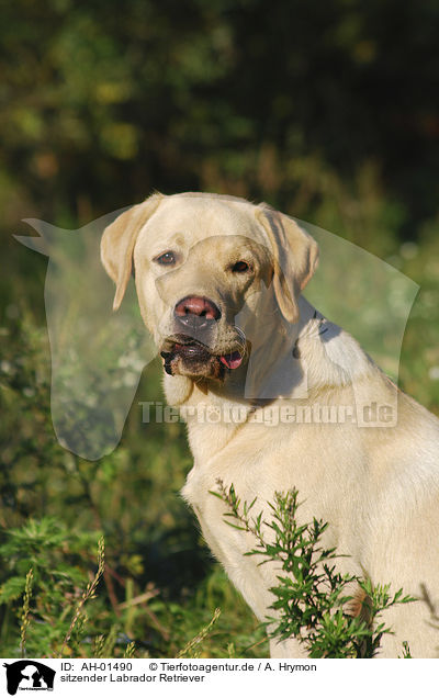 sitzender Labrador Retriever / sitting Labrador Retriever / AH-01490