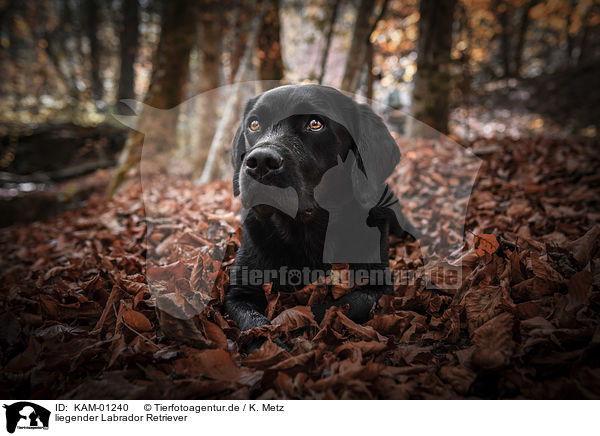 liegender Labrador Retriever / lying Labrador Retriever / KAM-01240