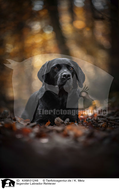 liegender Labrador Retriever / lying Labrador Retriever / KAM-01246