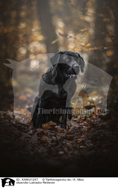 sitzender Labrador Retriever / sitting Labrador Retriever / KAM-01247