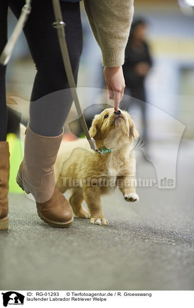 laufender Labrador Retriever Welpe / walking Labrador Retriever Puppy / RG-01293