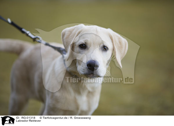 Labrador Retriever / Labrador Retriever / RG-01318