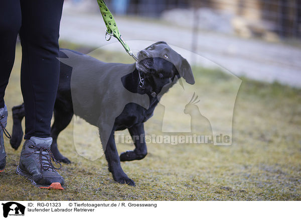 laufender Labrador Retriever / RG-01323