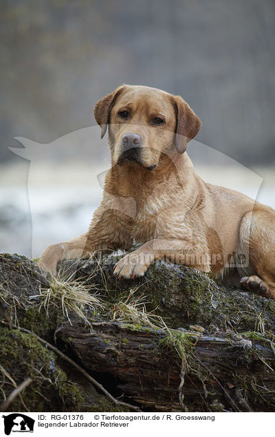 liegender Labrador Retriever / lying Labrador Retriever / RG-01376