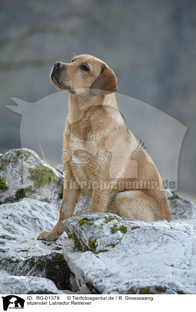 sitzender Labrador Retriever / sitting Labrador Retriever / RG-01378