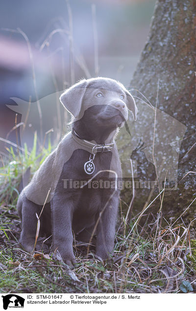 sitzender Labrador Retriever Welpe / sitting Labrador Retriever puppy / STM-01647