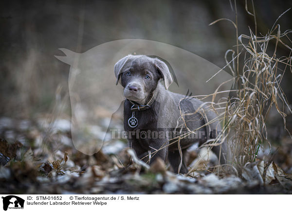 laufender Labrador Retriever Welpe / walking Labrador Retriever puppy / STM-01652