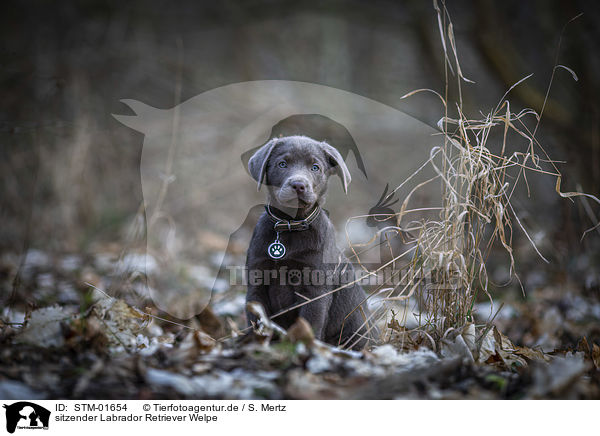 sitzender Labrador Retriever Welpe / sitting Labrador Retriever puppy / STM-01654