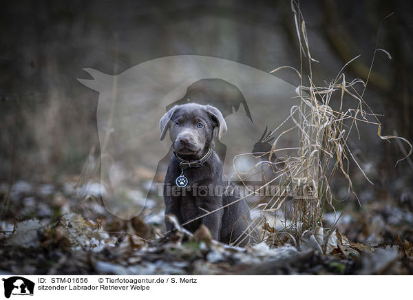 sitzender Labrador Retriever Welpe / sitting Labrador Retriever puppy / STM-01656