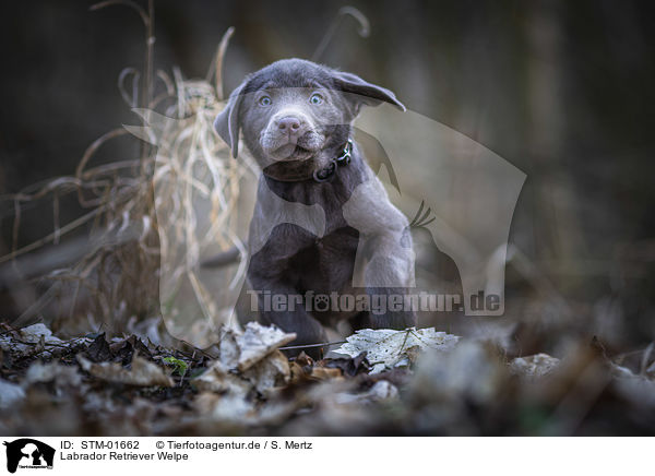 Labrador Retriever Welpe / Labrador Retriever puppy / STM-01662