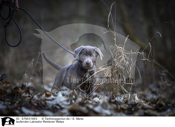 laufender Labrador Retriever Welpe / walking Labrador Retriever puppy / STM-01663