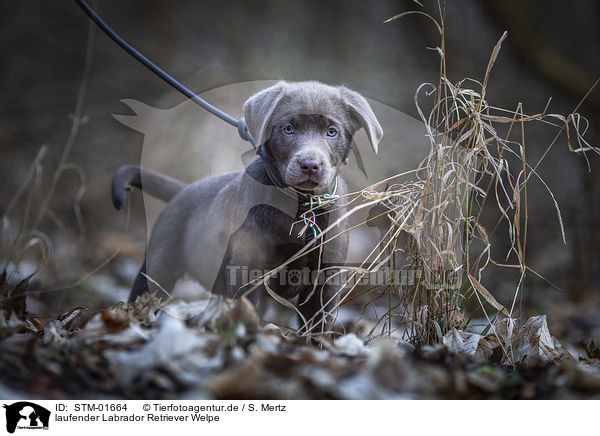 laufender Labrador Retriever Welpe / walking Labrador Retriever puppy / STM-01664