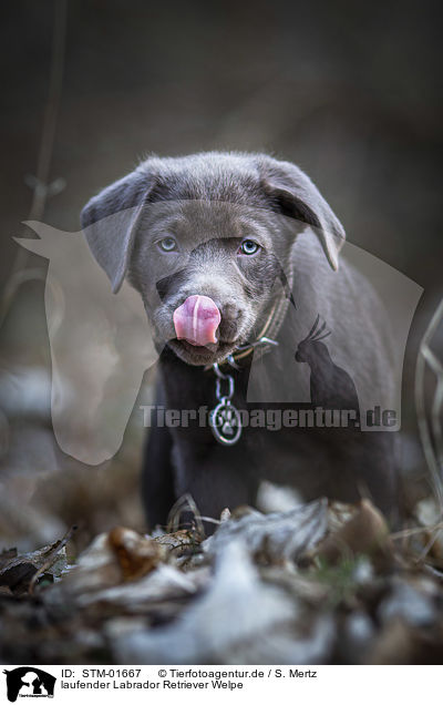 laufender Labrador Retriever Welpe / walking Labrador Retriever puppy / STM-01667