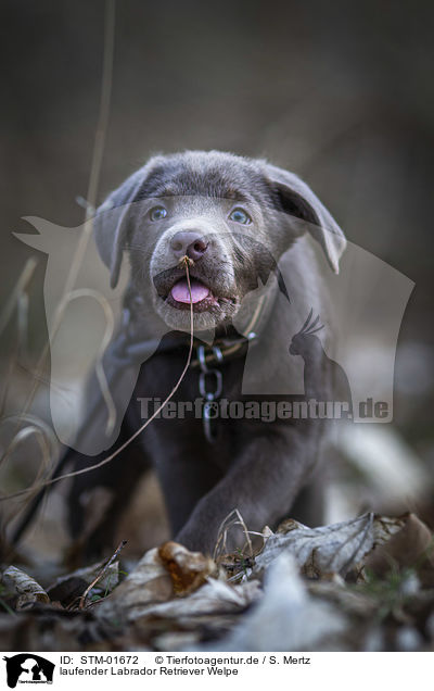 laufender Labrador Retriever Welpe / walking Labrador Retriever puppy / STM-01672