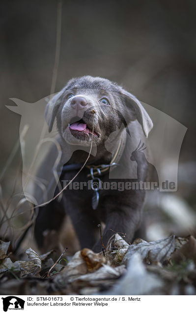 laufender Labrador Retriever Welpe / walking Labrador Retriever puppy / STM-01673