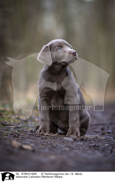 sitzender Labrador Retriever Welpe / sitting Labrador Retriever puppy / STM-01696