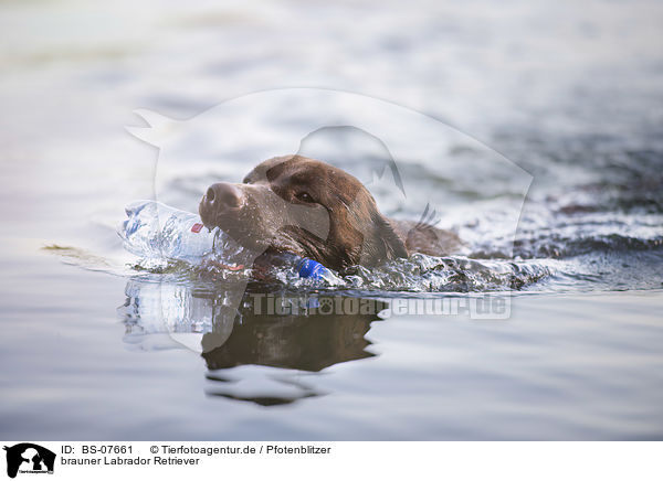 brauner Labrador Retriever / brown Labrador Retriever / BS-07661