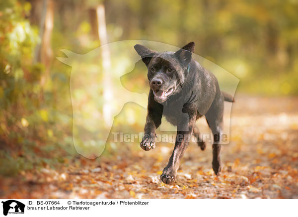 brauner Labrador Retriever / brown Labrador Retriever / BS-07664