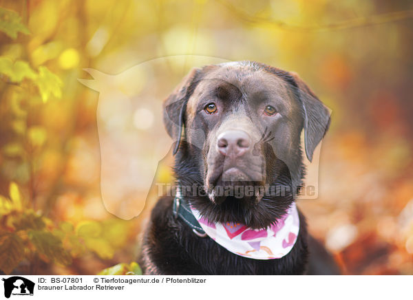 brauner Labrador Retriever / brown Labrador Retriever / BS-07801