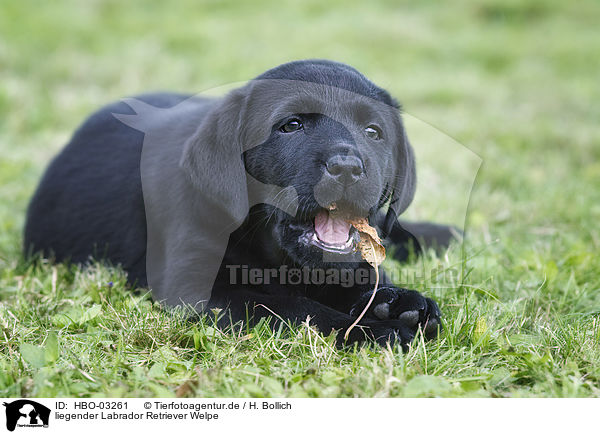 liegender Labrador Retriever Welpe / lying Labrador Retriever Puppy / HBO-03261