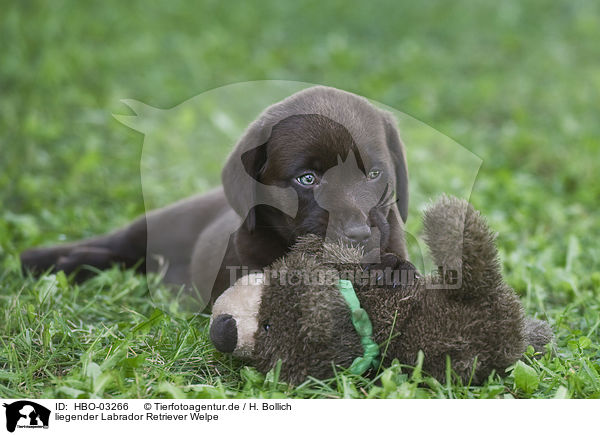 liegender Labrador Retriever Welpe / lying Labrador Retriever Puppy / HBO-03266