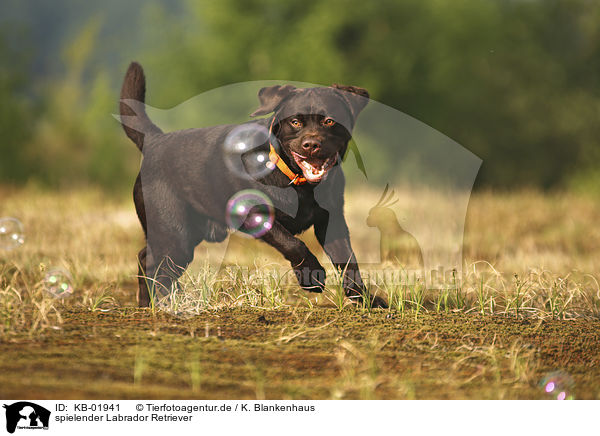 spielender Labrador Retriever / playing Labrador Retriever / KB-01941