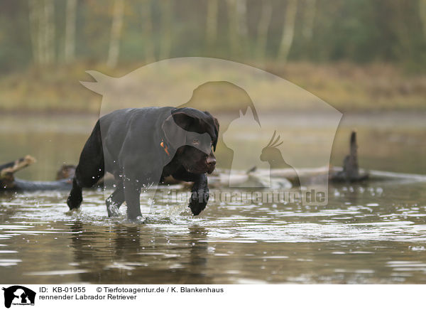 rennender Labrador Retriever / running Labrador Retriever / KB-01955