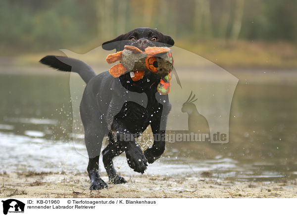 rennender Labrador Retriever / running Labrador Retriever / KB-01960