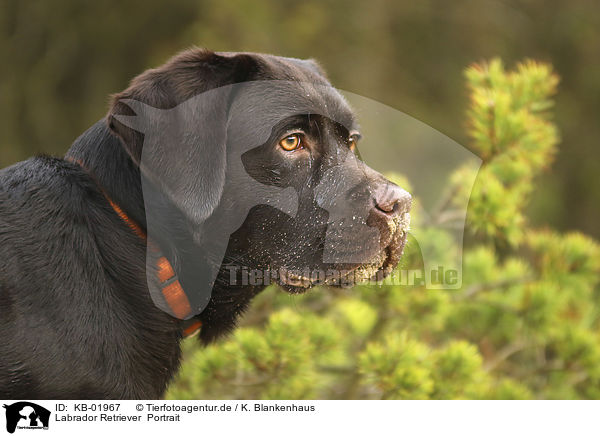 Labrador Retriever  Portrait / Labrador Retriever  portrait / KB-01967