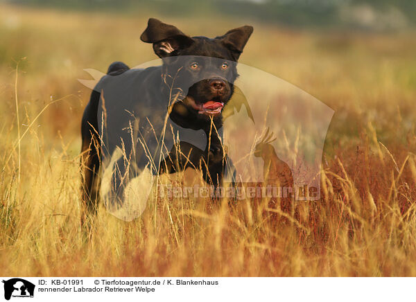 rennender Labrador Retriever Welpe / running Labrador Retriever Puppy / KB-01991