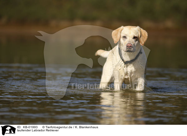 laufender Labrador Retriever / walking Labrador Retriever / KB-01993