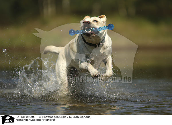 rennender Labrador Retriever / running Labrador Retriever / KB-01995