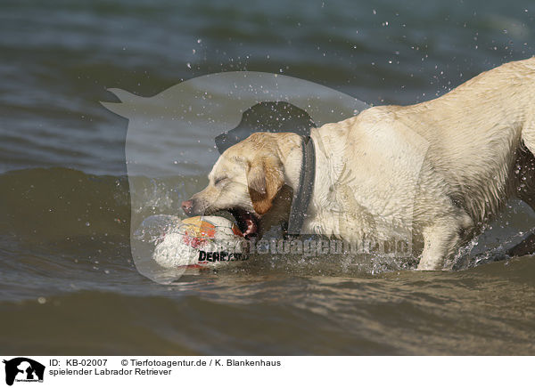 spielender Labrador Retriever / playing Labrador Retriever / KB-02007