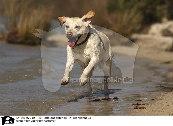 rennender Labrador Retriever / running Labrador Retriever / KB-02010