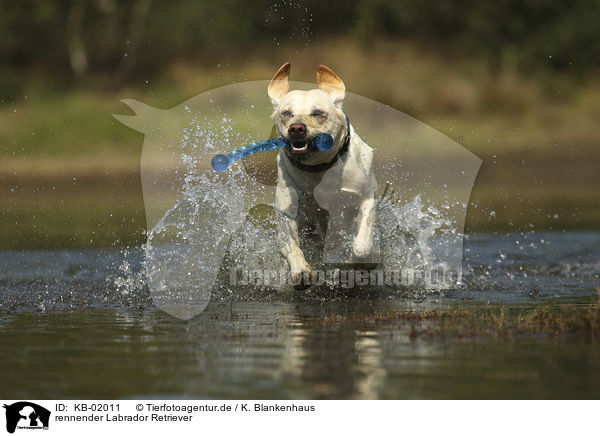 rennender Labrador Retriever / running Labrador Retriever / KB-02011