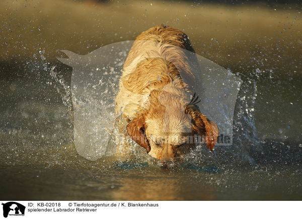 spielender Labrador Retriever / playing Labrador Retriever / KB-02018