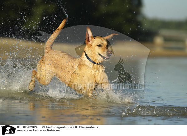 rennender Labrador Retriever / running Labrador Retriever / KB-02024