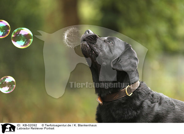 Labrador Retriever Portrait / Labrador Retriever portrait / KB-02092