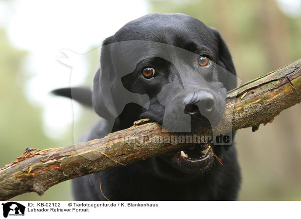 Labrador Retriever Portrait / Labrador Retriever portrait / KB-02102